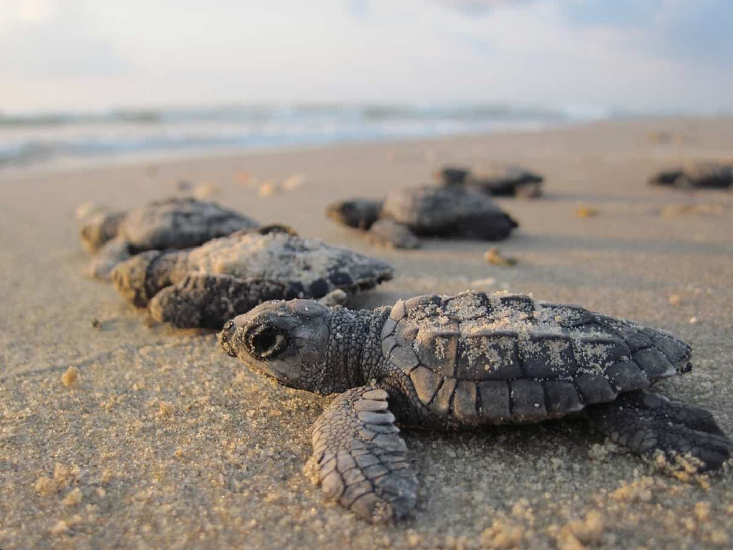 Turtle Night Walk