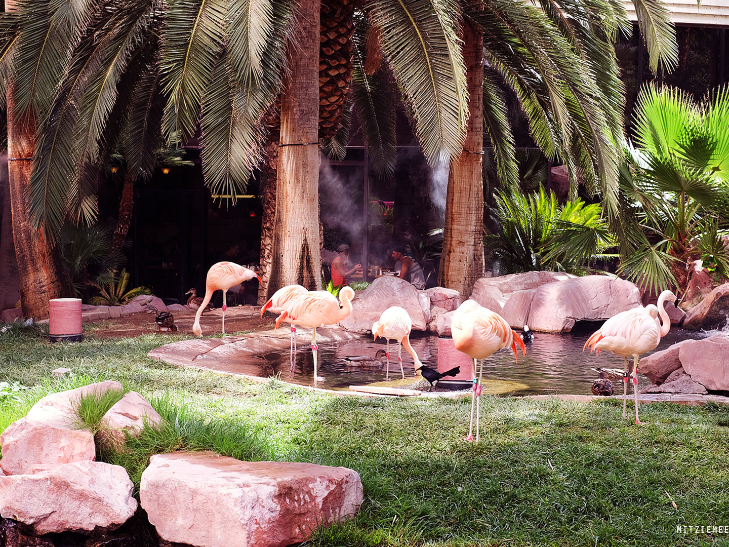 The Flamingo Wildlife Habitat