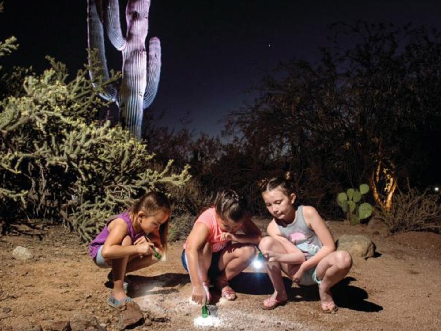 Desert Botanical Gardens Flashlight Nights